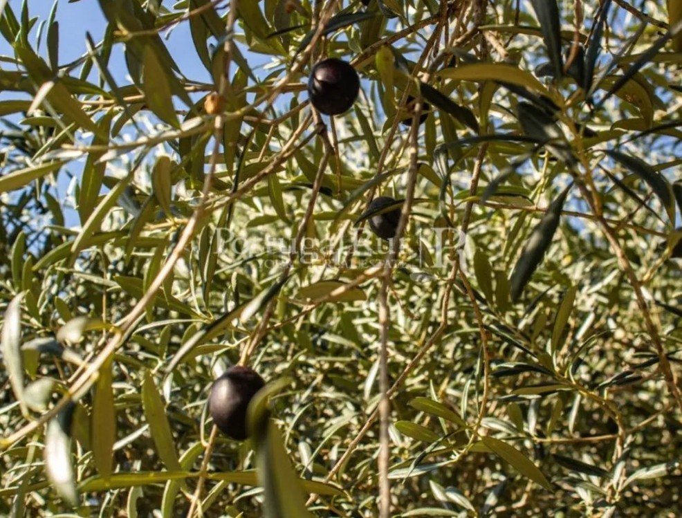 olive tree Hossian Farm Portugal